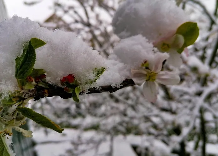 Casa Largo S Lourenco E Casa Da Videira Vakantiehuis